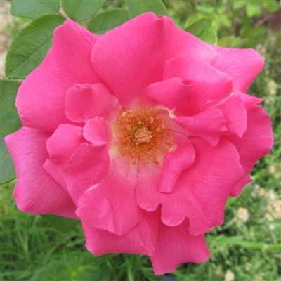 ZÃ©phirine Drouhin roses