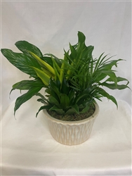 Mixed Planter #1