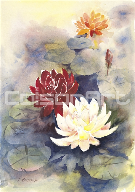 Anthony Bertuglia Water Lilies