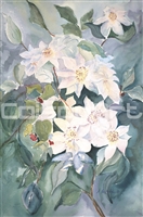 Anthony Bertuglia White Clematis