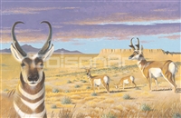 Ben Culverhouse Pinedale Pronghorns