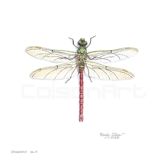 Randy Gibbs Dragonfly #4