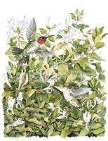 Randy Gibbs Hummingbird
