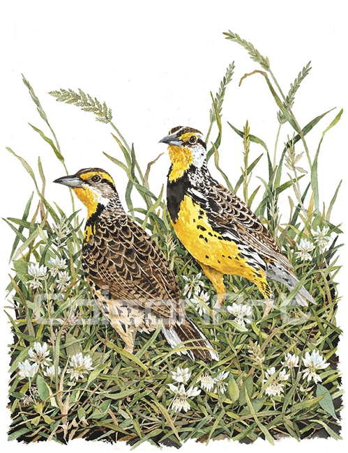 Randy Gibbs Meadowlarks