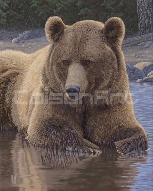 Cool Down Grizzly by Jeffrey Hoff