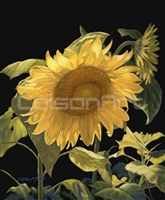 Sunflower Brilliance by D. Arthur McBride