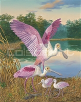 Randy McGovern Roseate Spoonbills