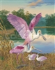 Roseate Spoonbills