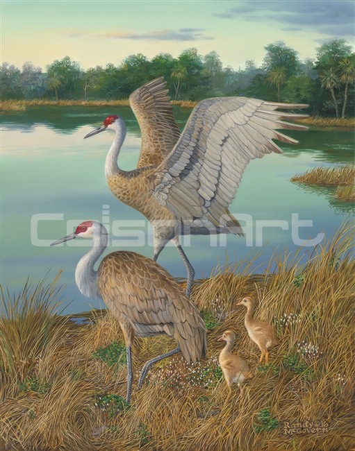 Randy McGovern Sandhill Cranes