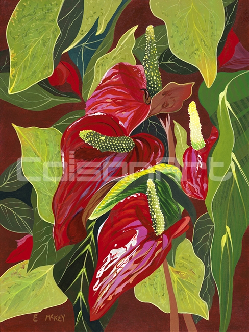 Anthuriums by Earle McKey