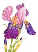 Bearded Iris by Earle McKey