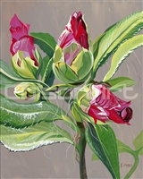Camellia Buds by Earle McKey