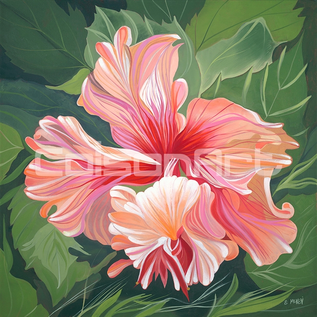 Hibiscus by Earle McKey