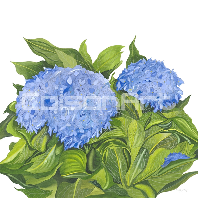 Hydrangea I by Earle McKey