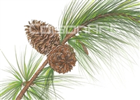 Pine Cone by Earle McKey