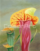 Pitcher Plants by Earle McKey