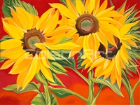 Sunflower 1 by Earle McKey