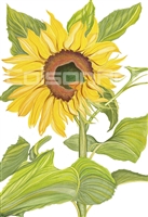 Sunflower A by Earle McKey