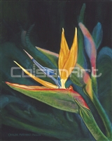 Caroline Mottinger Bird of Paradise