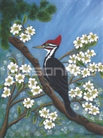 Caroline Mottinger Mr. Pileated Woodpecker