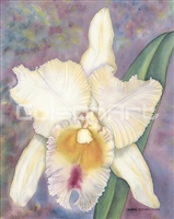Caroline Mottinger White Orchid II