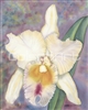 White Orchid II