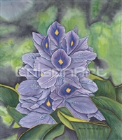 Caroline Mottinger Water Hyacinth