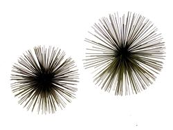 Curtis Jere  -original 1960's Urchin Spore wall sculpture set