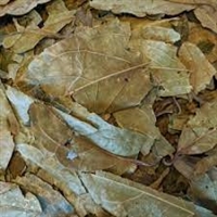 Chaliponga Leaves (Diplopterys Cabrerana)