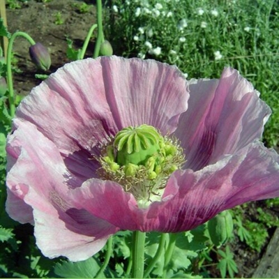 Afghan Blue Poppy Seeds