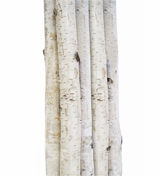 Birch Poles, 60"