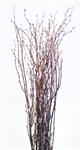Birch twig, 3-4 ft
