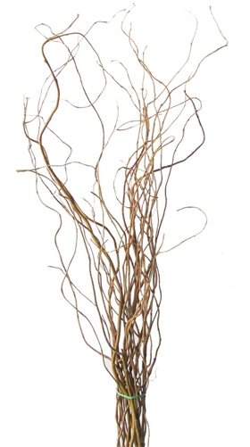 Curly Willow Branches 100