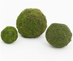 Moss Ball, 6 inch