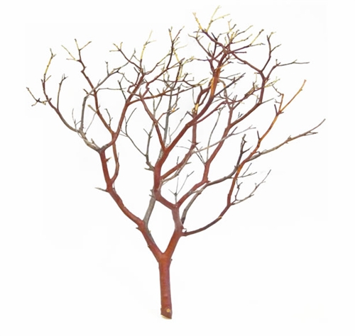 Wholesale Decorative Branches, Manzanita and Botanical Products