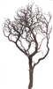 Natural Red Manzanita, 36" tall (case of 3, shipping included!)