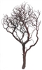 Natural Red Manzanita Branches, 42" Tall