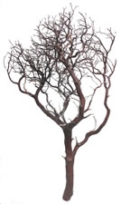 Natural Red Manzanita Branches, 42" Tall