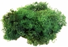 Reindeer Moss, green