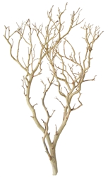 Sandblasted Manzanita Branch, 30" tall