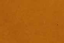 M101-0411 Nutmeg