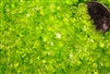 Transparent Lime Coarse Frit...Back in stock!