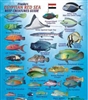 Franko's Egyptian Red Sea Reef Creatures Guide by Frankos Maps Ltd.
