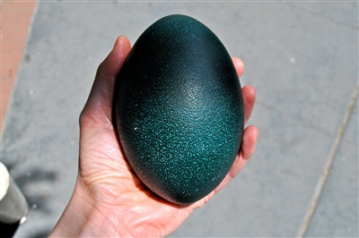 Green Emu Egg