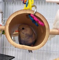 Keet in hanging Bamboo Tunnel