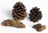 Pine Cones Info