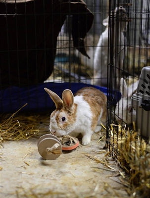 Rescue Rabbit @ Play