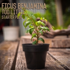 Ficus Benjamina Too Little: 2" - 4" Starter Plug