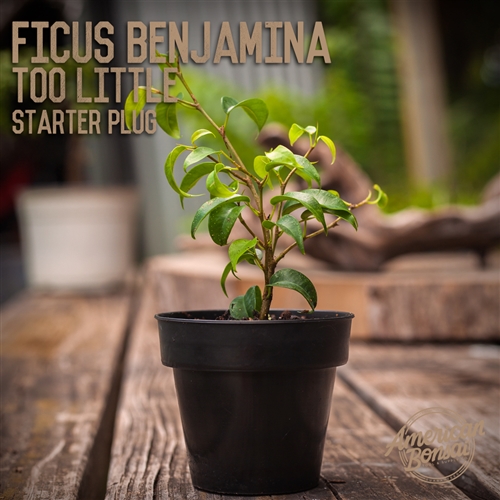Ficus Benjamina Too Little: 2" - 4" Starter Plug