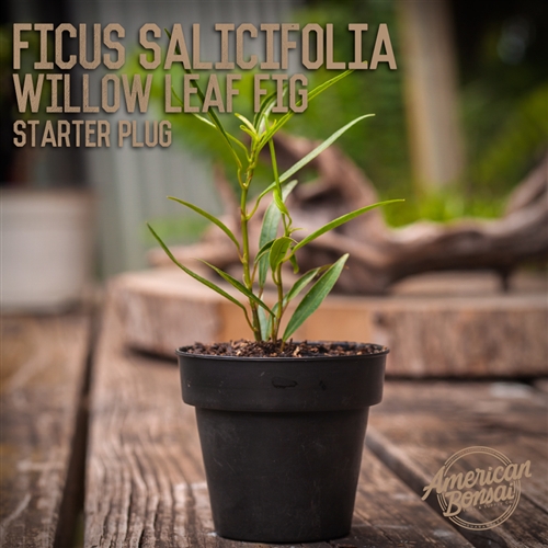 Ficus Salicifolia Willow Leaf Fig: 2" - 4" Starter Plug